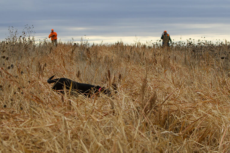The 2024 South Dakota pheasant hunting season opens on Saturday, Oct. 19. It's one of the biggest days of the year in Aberdeen. Photo courtesy of Aberdeen Convention & Visitors Bureau.