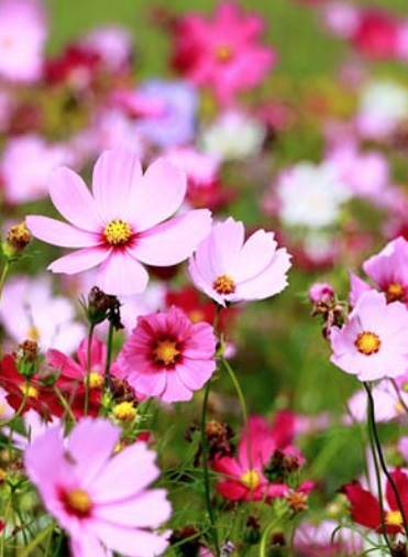 Flowers e1676393574436