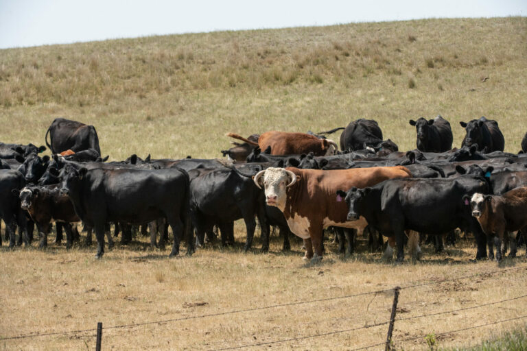 Cattle near Stoneville, S.D., on July 21, 2021. USDA Photo by Lance Cheung