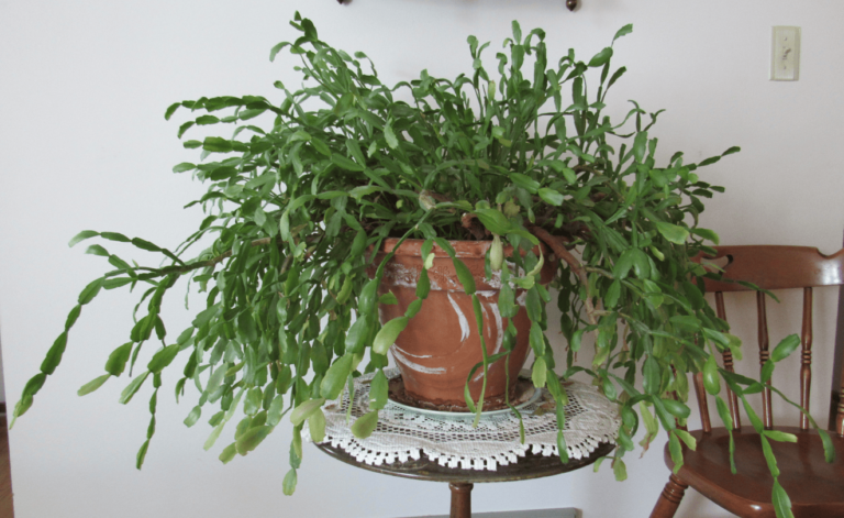 Photo of George Casanova's 130-year old Christmas cactus.