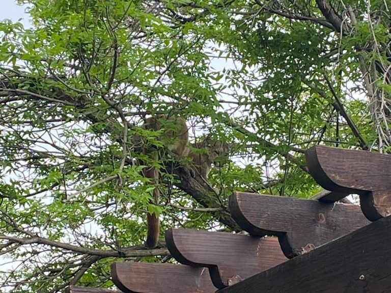 A mountain lion climbed a tree in a residential area in Spearfish in May, near two schools and two parks. Photo courtesy of Spearfish Police Department