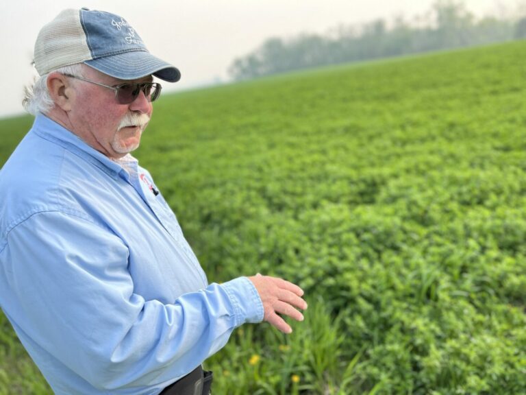 Charlie Johnson showcases his alfalfa cover crop that maintained living roots in the soil through the winter and early spring. South Dakota Searchlight photo by Joshua Haiar