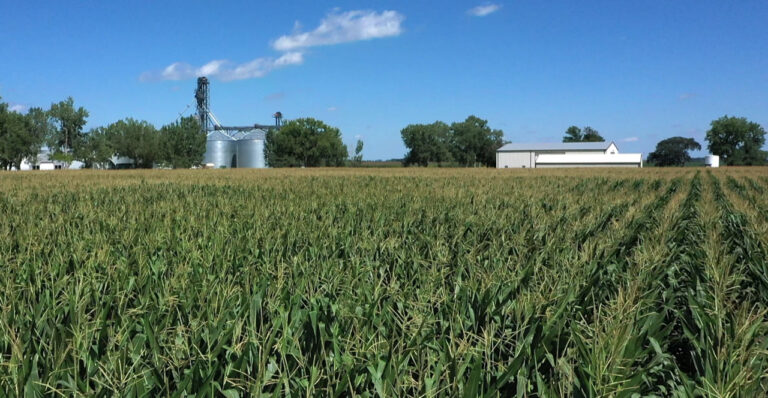 The corn yield in the Aberdeen area could be hindered a bit by dry conditions when the plants were pollinating in July. Aberdeen Insider photo