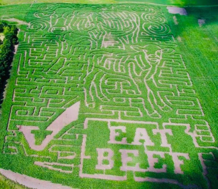 The Back Forty adventure farm available on the weekends in September and October includes a specially designed corn maze. Courtesy photo from Back Forty Beef