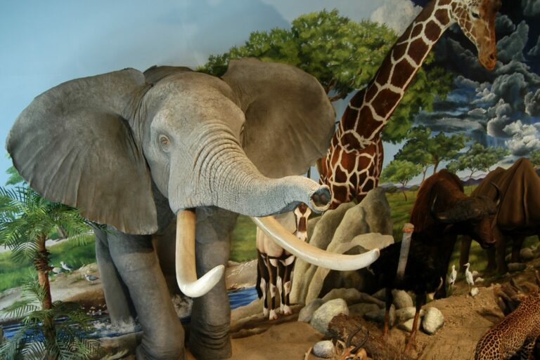 There are no plans of getting rid of the animal display at the Dacotah Prairie Museum. File photo by Troy McQuillen