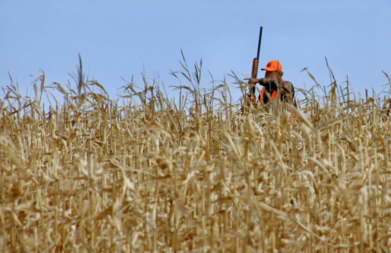 Steve Parks approaches the end of a cornfield while hunting with his brothers west of Aberdeen on Sunday, Oct. 22. Aberdeen Insider photo by Scott Waltman