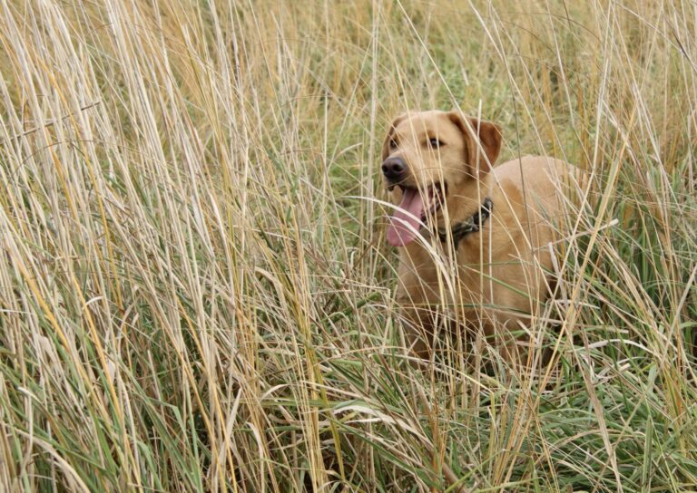 Dogs like Bo joined hunters in the quest for pheasants west of Aberdeen on Sunday, Oct. 21 during the opening weekend of pheasant hunting season. Aberdeen Insider photo by Scott Waltman