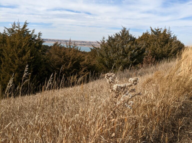 South Dakota ranks fourth in payments from conservation program. South Dakota Searchlight photo by John Hunt