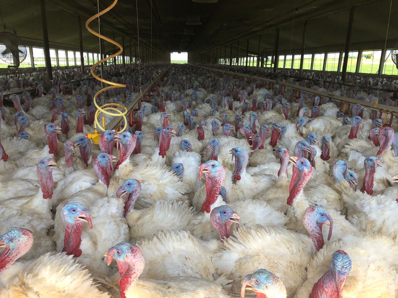 Demand Remains High For 'heritage Turkeys' Grown In South Dakota