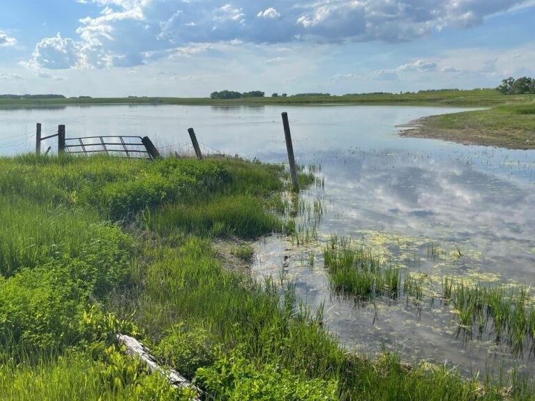 South Dakota farmers have received billions of dollars in crop insurance payments due to hail, drought and excessive moisture, a condition that flooded this farm near Herreid, S.D., in June 2022. South Dakota News Watch photo by Stu Whitney