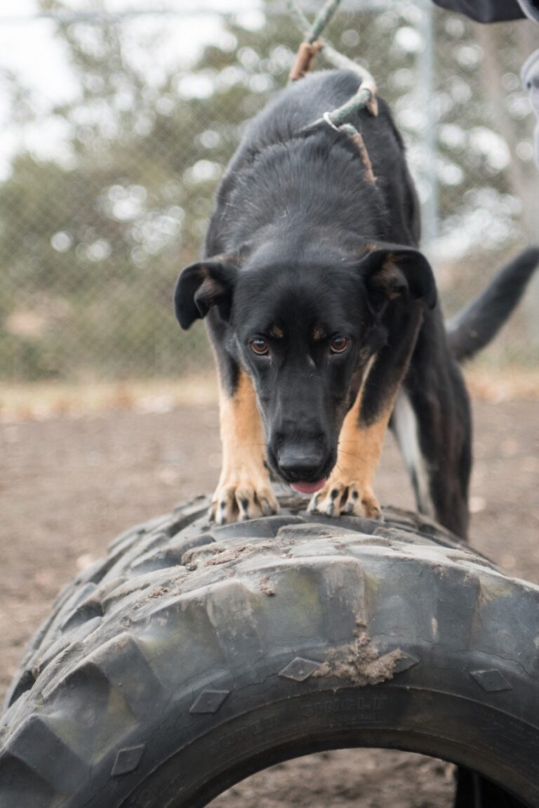 Millie, a German shepherd/Labrador mix, enjoys some of the features of an agility course at the Aberdeen Area Humane Society dog park. Courtesy photo