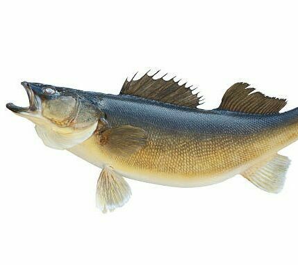 Walleye