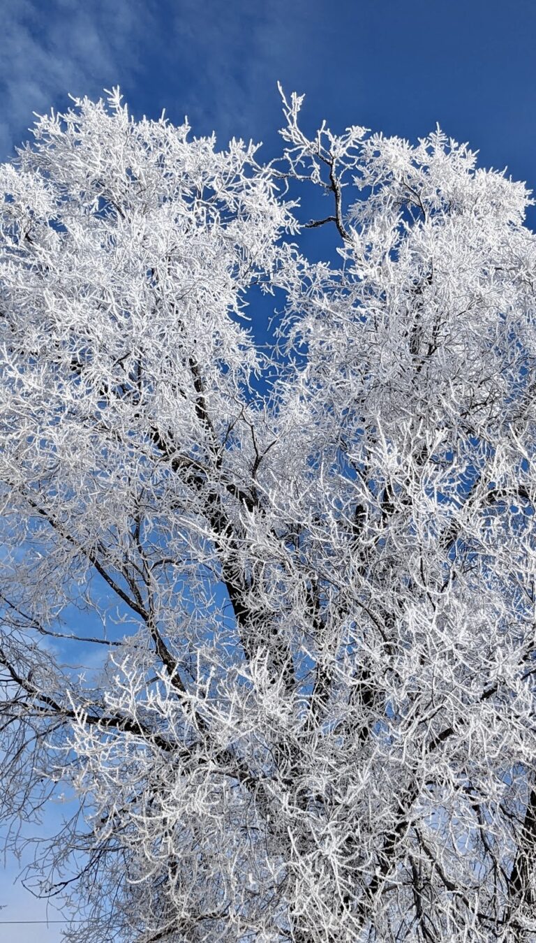 Hoarfrost was abundant in Aberdeen on Friday, Jan. 26, making for some lovely scenes. Hoarfrost is frozen water vapor formed in clear, still weather on vegetation. Aberdeen Insider photo by Scott Waltman