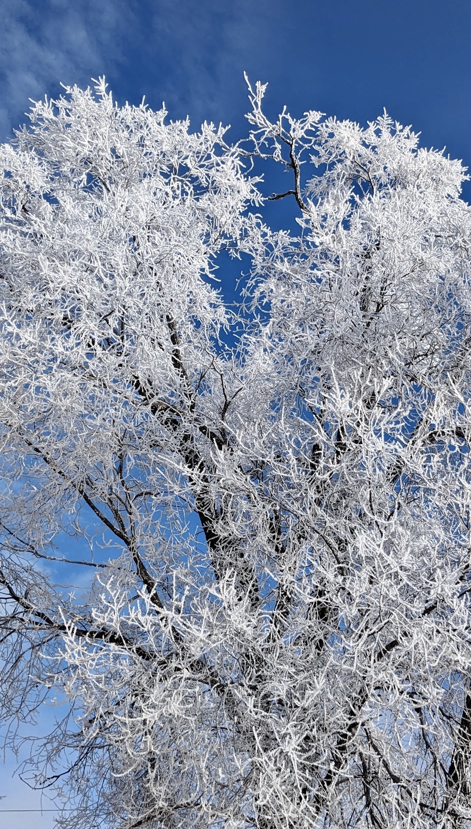 Hoarfrost was abundant in Aberdeen on Friday, Jan. 26, making for some lovely scenes. Hoarfrost is frozen water vapor formed in clear, still weather on vegetation. Aberdeen Insider photo by Scott Waltman