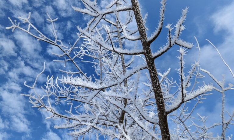 Hoarfrost was abundant in Aberdeen on Friday, Jan. 26, making for some lovely scenes. Hoarfrost is a crystalized deposit of frozen water vapor formed in clear, still weather on trees, other vegetation, fences and other objects. Aberdeen Insider photo by Scott Waltman