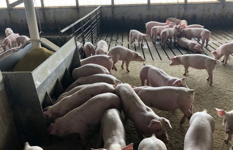 South Dakota farmers, including a hog farmer in Hand County, export many products overseas, but new efforts are being made to expand trade opportunities for businesses across the state. South Dakota News Watch File Photo