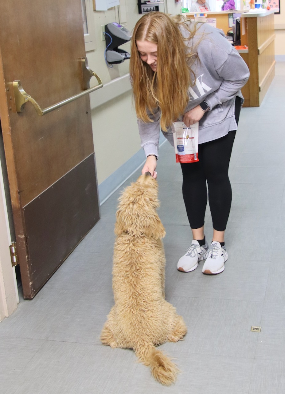 Otto The Goldendoodle Serves As Groton Avantara's Director Of Emotional Support Aberdeen Insider