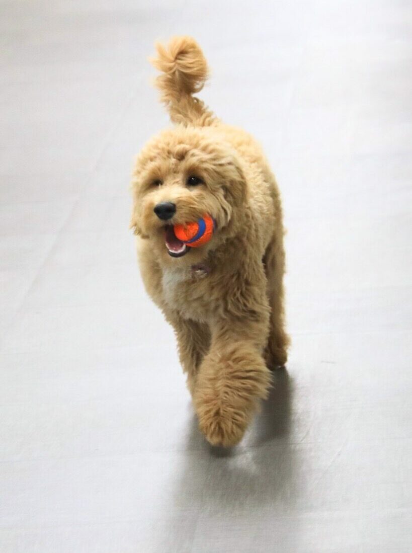 Otto The Goldendoodle Serves As Groton Avantara's Director Of Emotional Support Aberdeen Insider