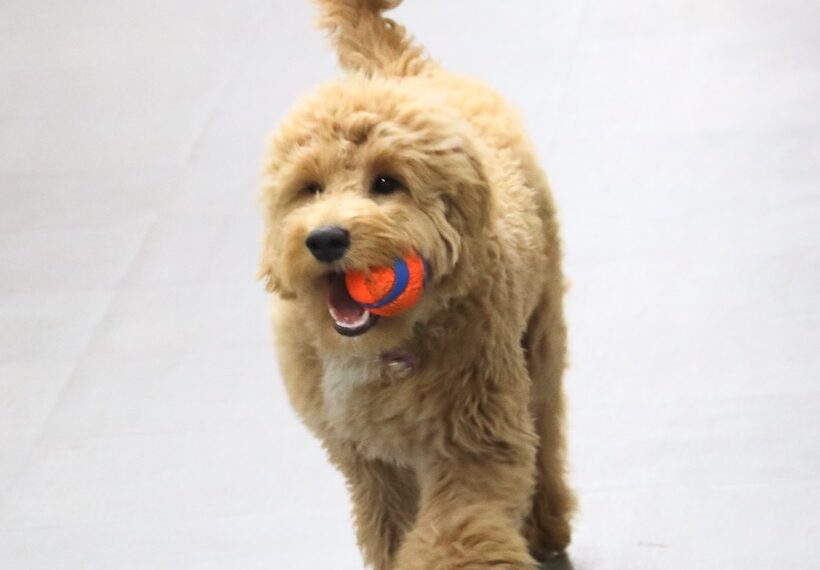 Otto The Goldendoodle Serves As Groton Avantara's Director Of Emotional Support Aberdeen Insider
