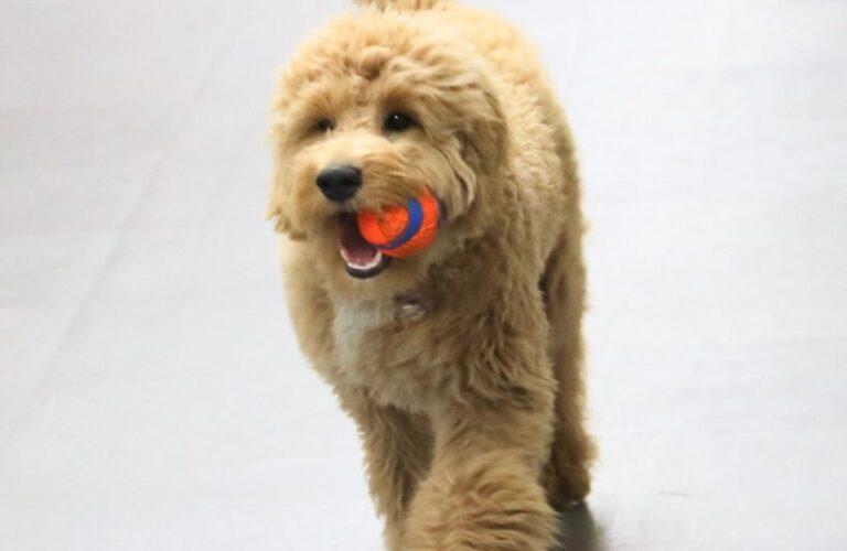 Otto, a mini goldendoodle, is the director of emotional support at the Avantara Groton nursing home. Aberdeen Insider photo by Elisa Sand.