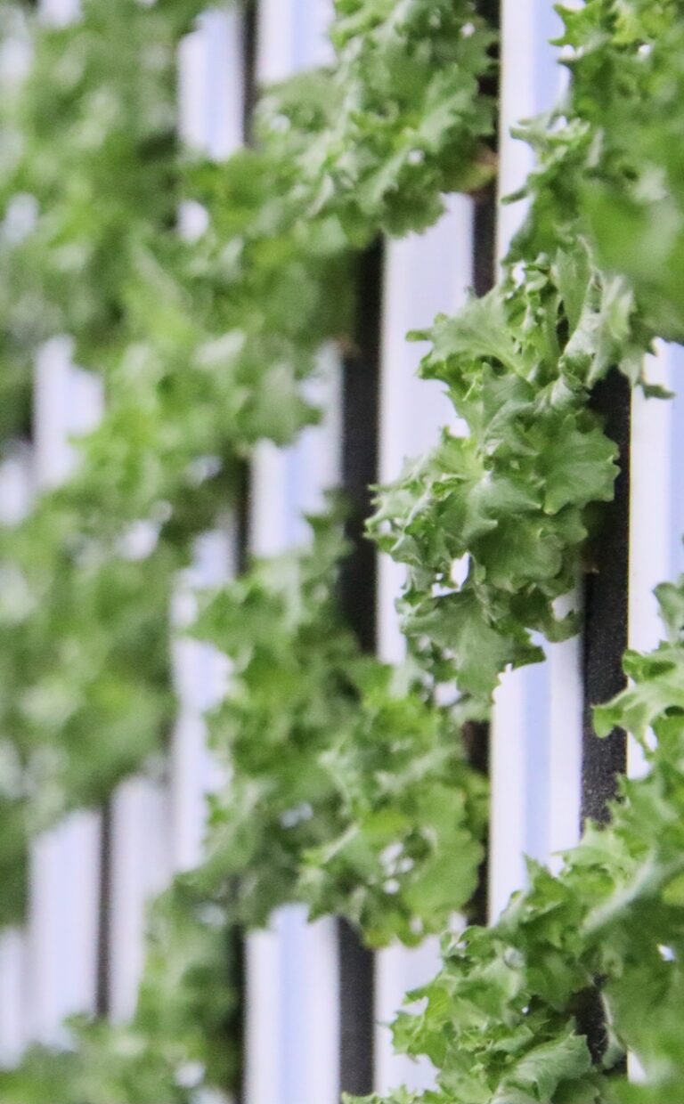 Four varieties of lettuce are grown hydroponically at Blume Foods in Redfield. Aberdeen Insider photo by Elisa Sand.