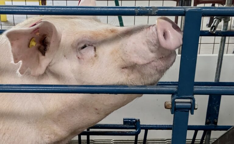 This sow is expected to give birth either Thursday, Aug. 15 or Friday, Aug. 16 in the new South Dakota Farmers Union Ag Expo Center at the Brown County Fairgrounds. Aberdeen Insider photo by Scott Waltman.