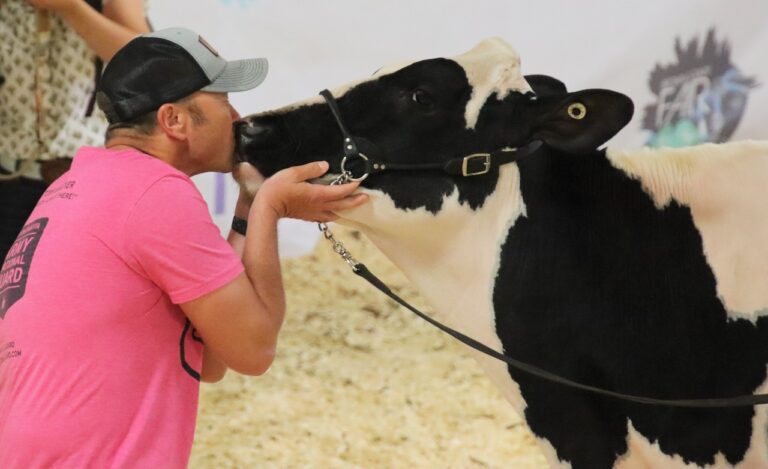Brent Wienk received the most donations in the kiss the cow contest at the 2024 Brown County Fair. The winner of this year's kiss the critter contest will announced after the round robin showmanship event on Friday, Aug. 15. Aberdeen Insider photo by Elisa Sand.