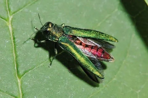Emerald ash borers, which destroy ash trees, have been confirmed in Watertown. Courtesy photo.