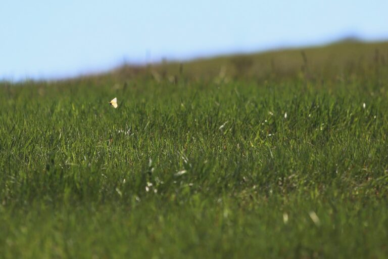 A butterfly flies over grassland on a ranch near White River. South Dakota Searchlight photo by Makenzie Huber.