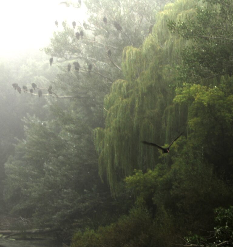 A recent fog in Aberdeen turned the area along Moccasin Creek into a mystical place. Courtesy photo by Donna Marmorstein.