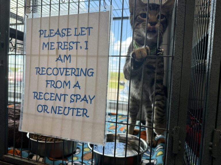 There are more than 100 cats currently available for adoption from the Aberdeen Area Humane Society. Aberdeen Insider photo by Shannon Marvel.