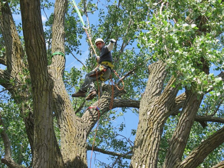 The Dakotas chapter of the International Society of Arborculture will be holding its inaugural tree climbing championship in Aberdeen on Saturday, Sept. 21 and Sunday, Sept. 22. Courtesy photo.
