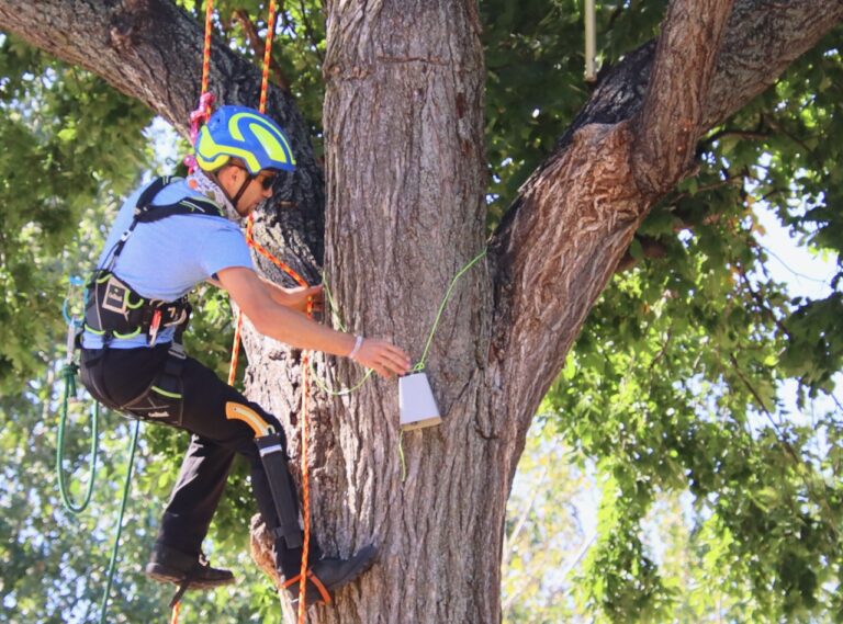 Alex Bower of Aberdeen reaches for one of four bells placed in different parts of the tree for one of the tree-climbing events on Saturday, Sept. 21 at Wylie Park. Aberdeen Insider photo by Elisa Sand.