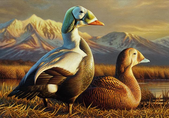 This painting of two spectacled eider ducks done by Adam Grimm of Wallace will appear on next season’s Federal Duck Stamp.