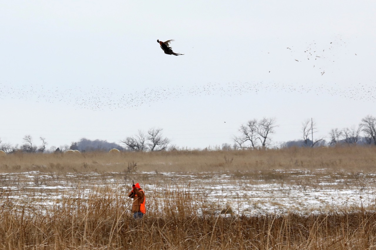 Members of the Northern State University Pheasants Forever chapter participated in a guided hunt at Dakota Pheasant Guide near Mellette earlier this year. Courtesy photo.