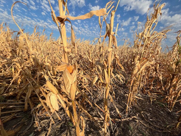 These twisted stalks in Greg Odde’s corn field have created a lot of buzz among observers driving along U.S. Highway 281 north of Aberdeen. Connie Sieh Group for the Aberdeen Insider.