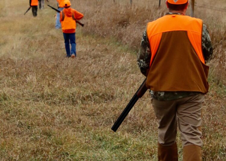 A group of hunters from Missouri and Kansas walks a field of public land southwest of Aberdeen on the first day of the 22024 pheasant hunting season. Aberdeen Insider photo by Scott Waltman.
