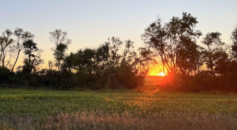 Now is the time to start planning for shelterbelt improvements or additions. Ground must be tilled in advance in the fall and spring. Photo by Connie Group for the Aberdeen Insider.