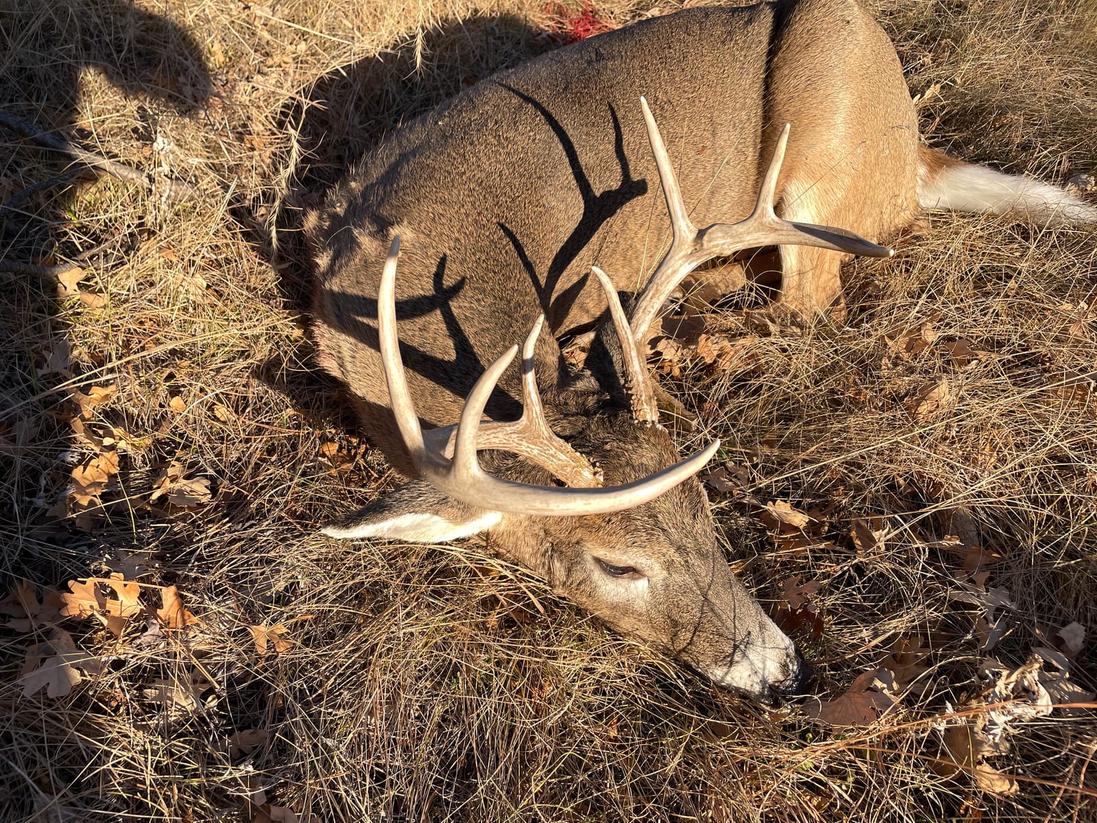 Deer shot in woods 1
