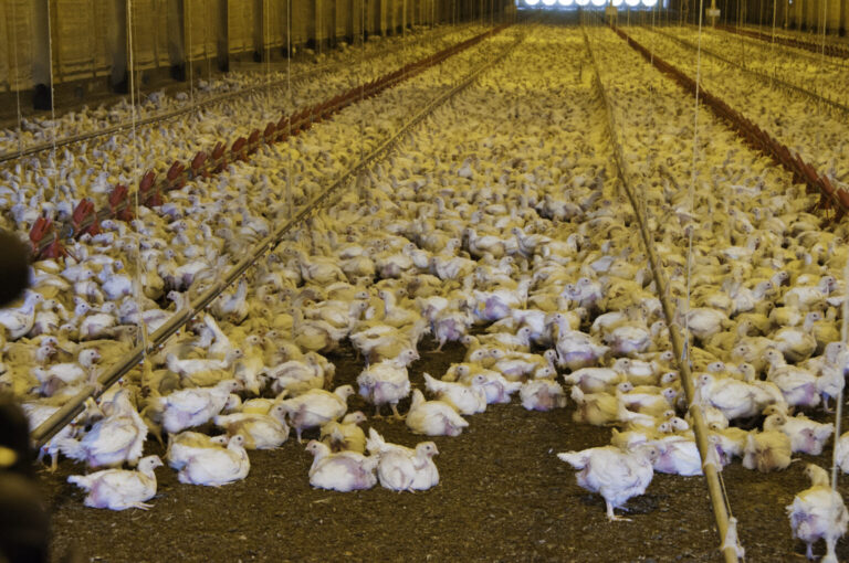 Chickens