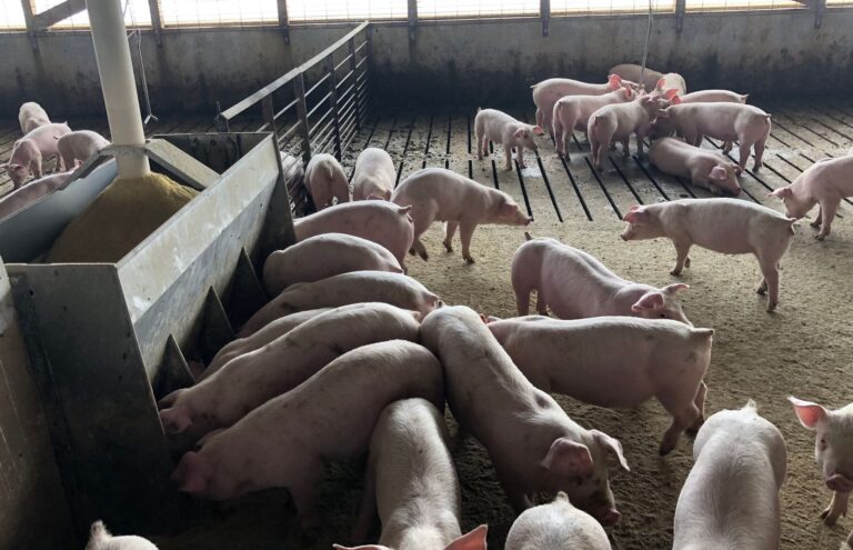 Hogs mill about in a pen at a concentrated animal feeding operation in Hand County in 2019. South Dakota News Watch file photo by Bart Pfankuch.