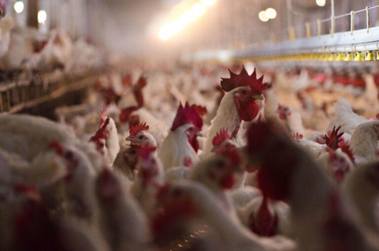 Bird flu, or H5N1, has disrupted the work of poultry farmers for years and began infecting dairy herds last year. U.S. Department of Agriculture photo by Lance Cheung.