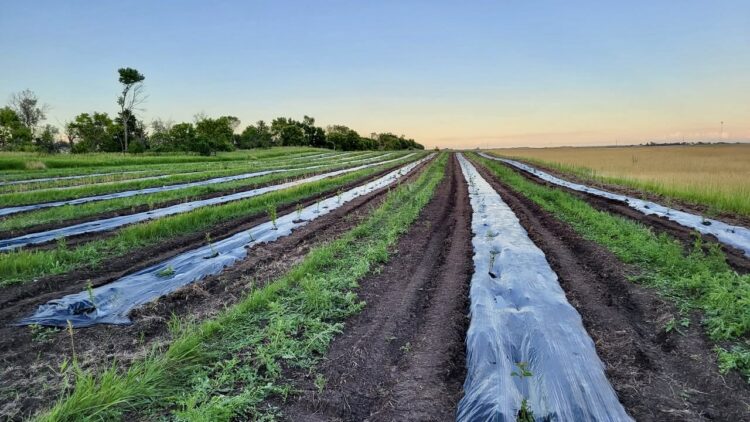 Some 40 different crops a year are grown by Chris and Lori Goldade at Flat Rock Farms near Westport. The Goldades plant mostly vegetables and fruits. They will host a free field day on Monday, Aug. 17. Courtesy photo.