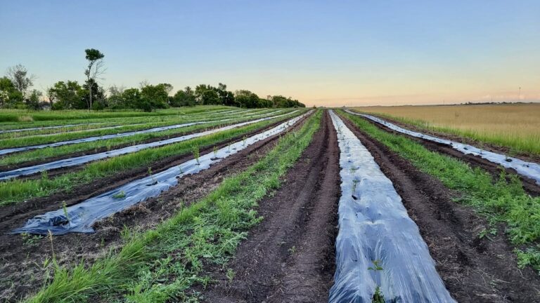 Some 40 different crops a year are grown by Chris and Lori Goldade at Flat Rock Farms near Westport. The Goldades plant mostly vegetables and fruits. They will host a free field day on Monday, Aug. 17. Courtesy photo.