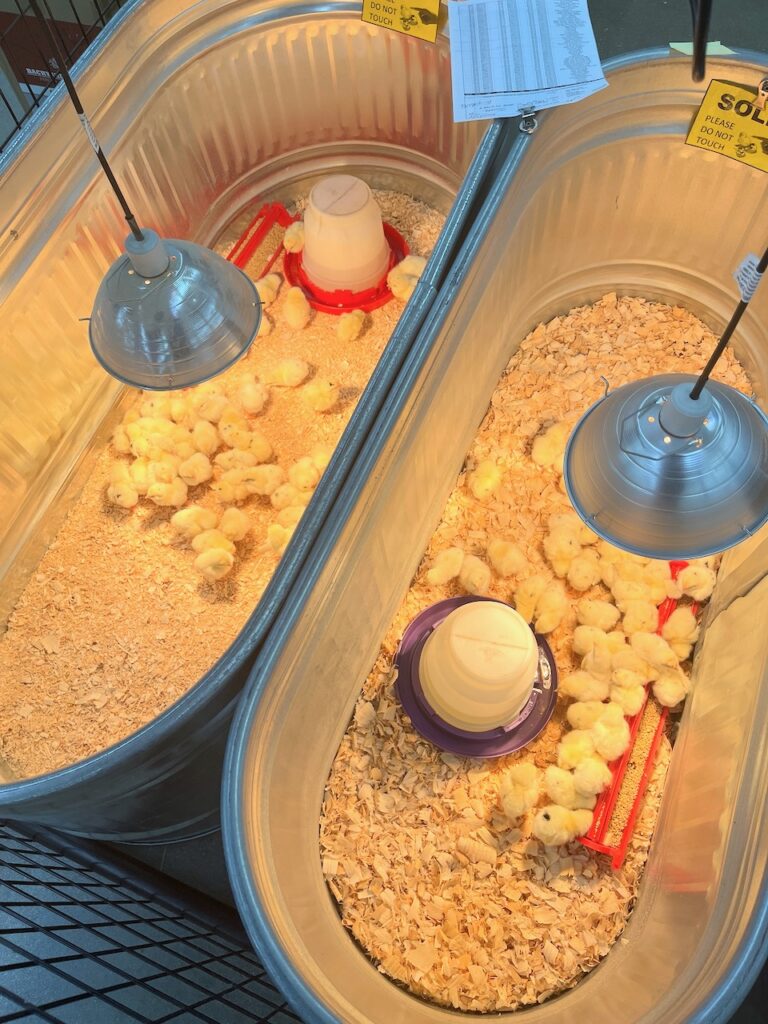 The tanks at Runnings might indicate baby chicks are sold, but baby chicks can still be ordered. Photo by Connie Sieh Group for the Aberdeen Insider.