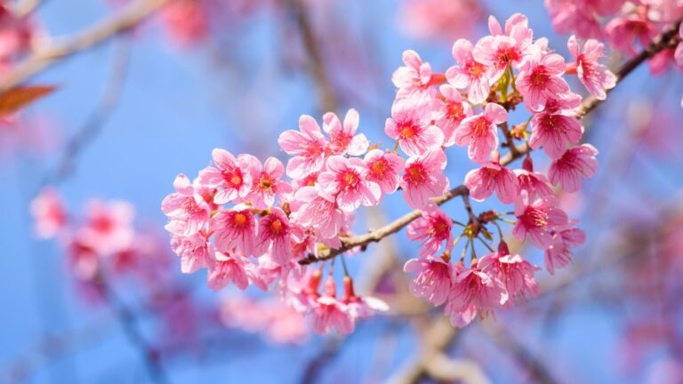 Flowering trees Closeup Branches Sakura Pink color 573349 3840x2160 1
