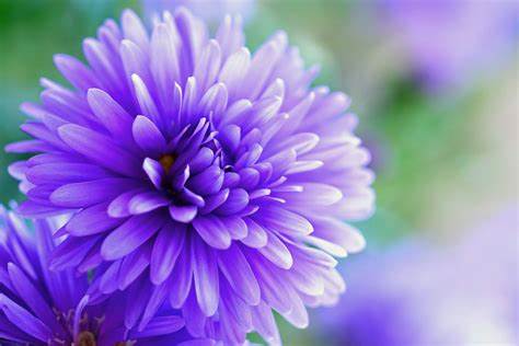 Purple flower