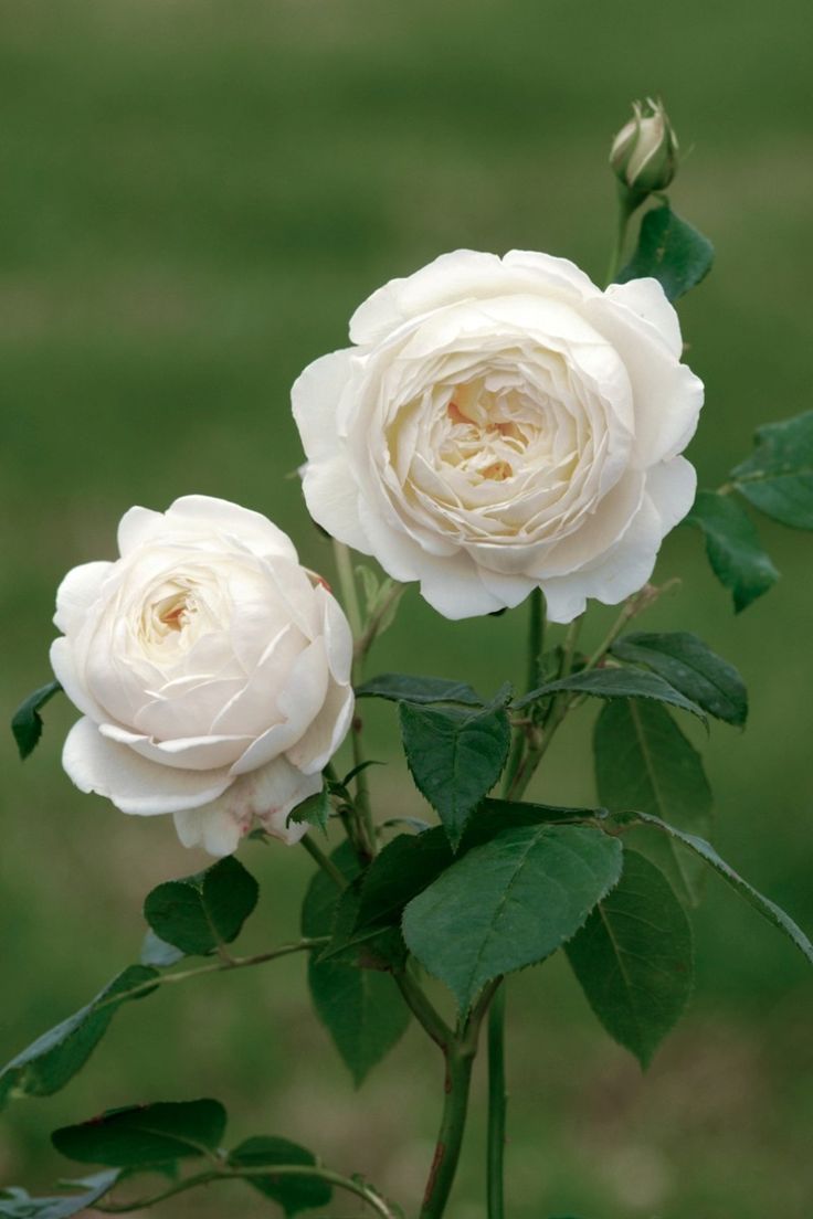 Aberdeen Roses Venoye Hughes | Aberdeen Insider