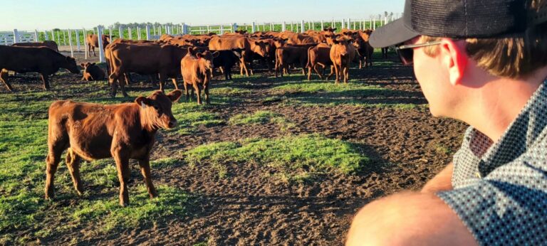 Carson Stange of Stratford observes cattle during a South Dakota Ag and Rural Leadership class visit to Argentina. Courtesy photo.