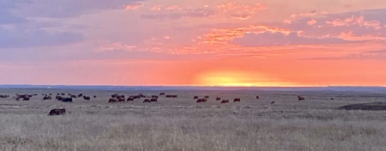 The Ellwein family raises cattle and crops in northern Brown County. Courtesy photo.